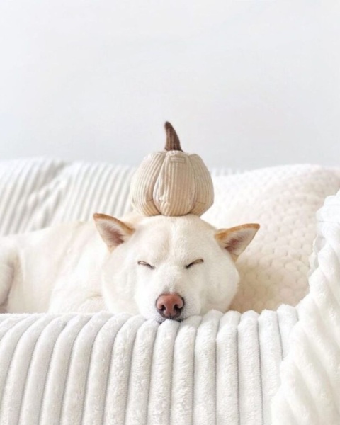 Zabawka Węchowa Dynia Lambwolf Zabawka Węchowa Dynia Lambwolf